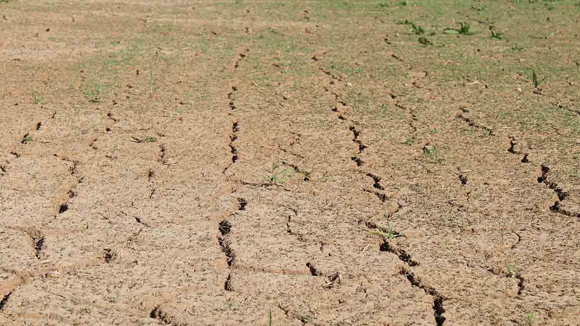 Northwest Bangladesh Faces Agricultural Setback Amid Climate Shifts.jpg